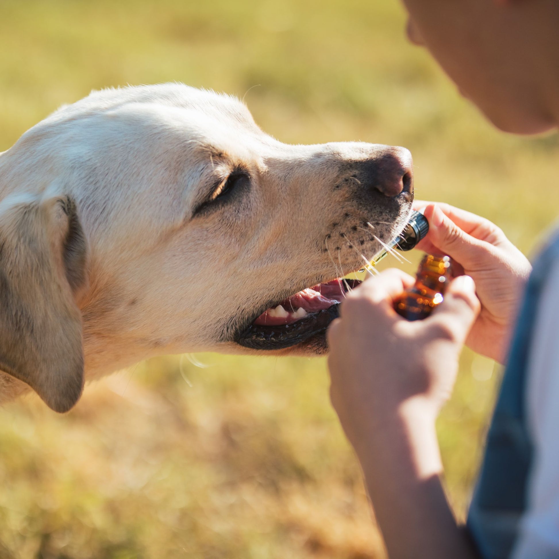 Dipl. Bachblütenberatung für Hunde
