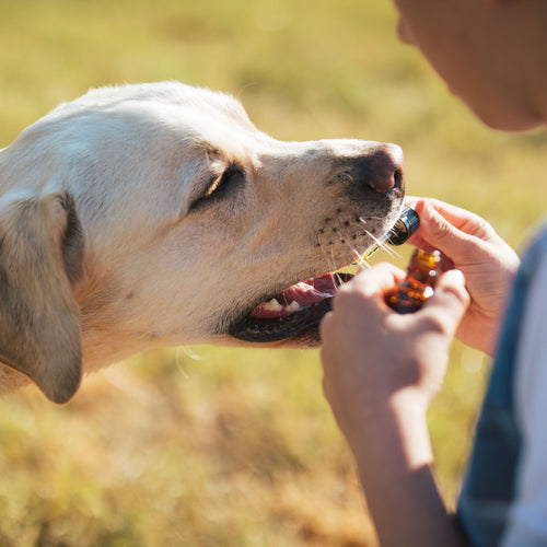 Dipl. Bachblütenberatung für Hunde