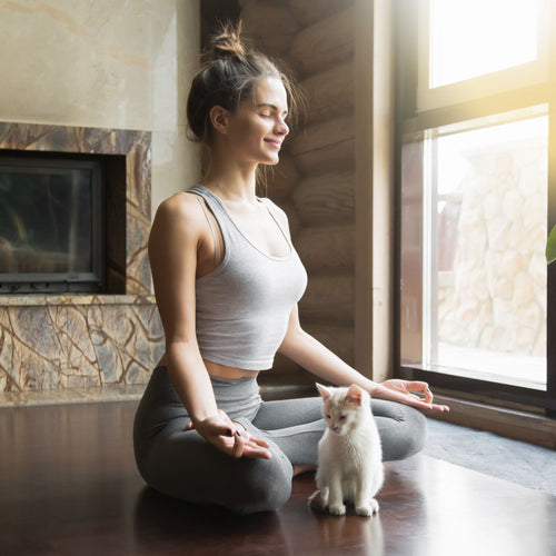 Vitalcoach für Katzen